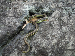 Thamnophis eques