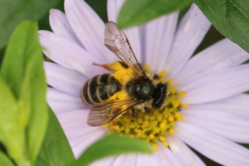 Grey-banded Mining Bee, Wageningen, Nederland, photo 8 of 10
