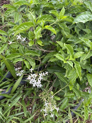 Forest Bridal Bush (Pavetta inandensis)