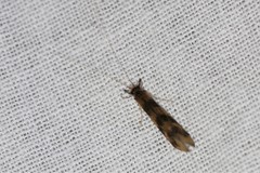 Mystacides longicornis