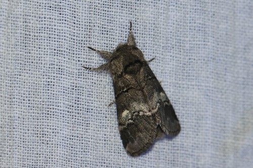 oak marbled brown, Wageningen, Nederland, photo 5 of 10