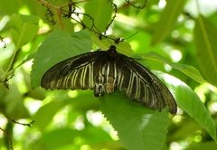 Troides minos