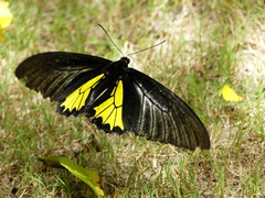 Troides minos