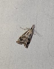 Catoptria oregonicus