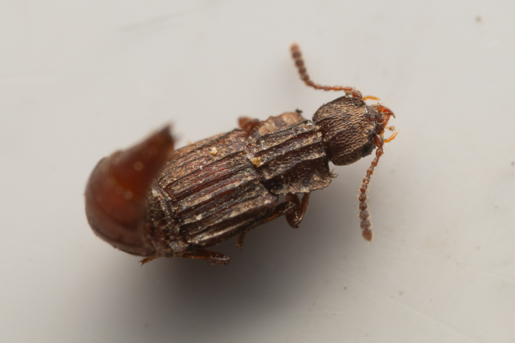 Saw-collared Carinated Rove Beetle