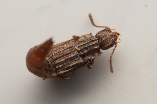 Saw-collared Carinated Rove Beetle