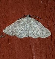 Sabulodes packardata