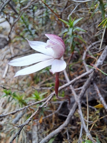 Image of Caladenia alpina by (c) Corey O'Brien, some rights reserved (CC BY)