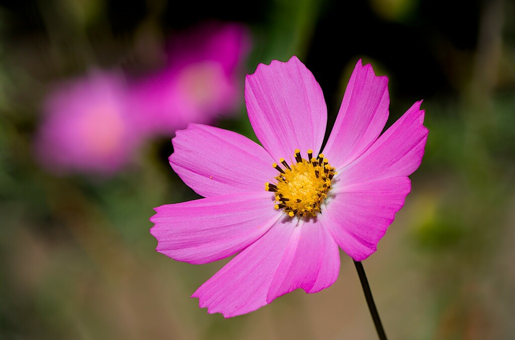 Cosmos bipinnatus