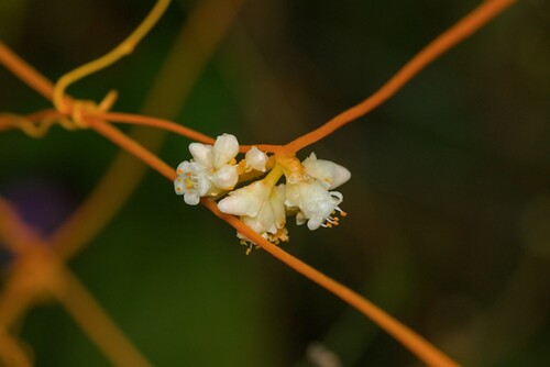 Fideo (Cuscuta spp.)