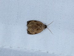 Sycacantha inopinata