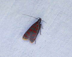 Dichomeris sandycitis