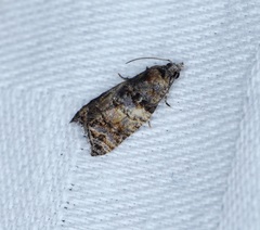 Polylopha cassiicola