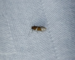 Promalactis longiuncata