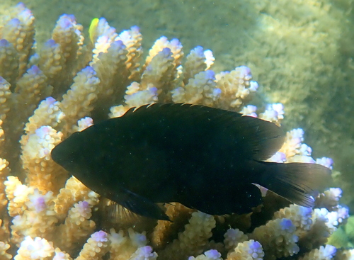 Obscure damsel (Pomacentrus adelus) — Pomacentridae — 2