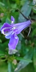 Lobelia erinus