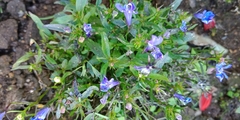 Lobelia erinus