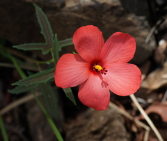 Abelmoschus moschatus tuberosus