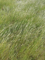 Elymus athericus
