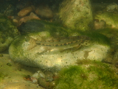 Gobio occitaniae