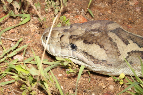 Coastal Carpet Python sighting