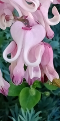 Dicentra peregrina
