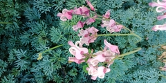 Dicentra peregrina