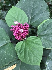 Clerodendrum bungei