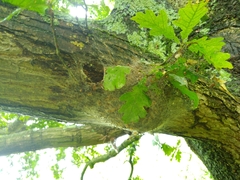 Thaumetopoea processionea