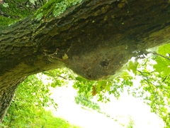 Thaumetopoea processionea