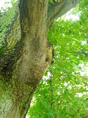 Thaumetopoea processionea