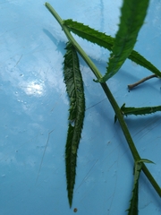 Jacobaea paludosa paludosa