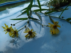 Jacobaea paludosa paludosa