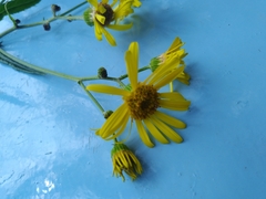 Jacobaea paludosa paludosa