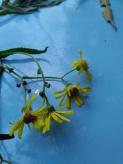 Jacobaea paludosa paludosa