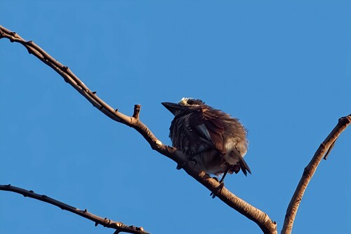 Whyte's Barbet (Stactolaema whytii), photo 8