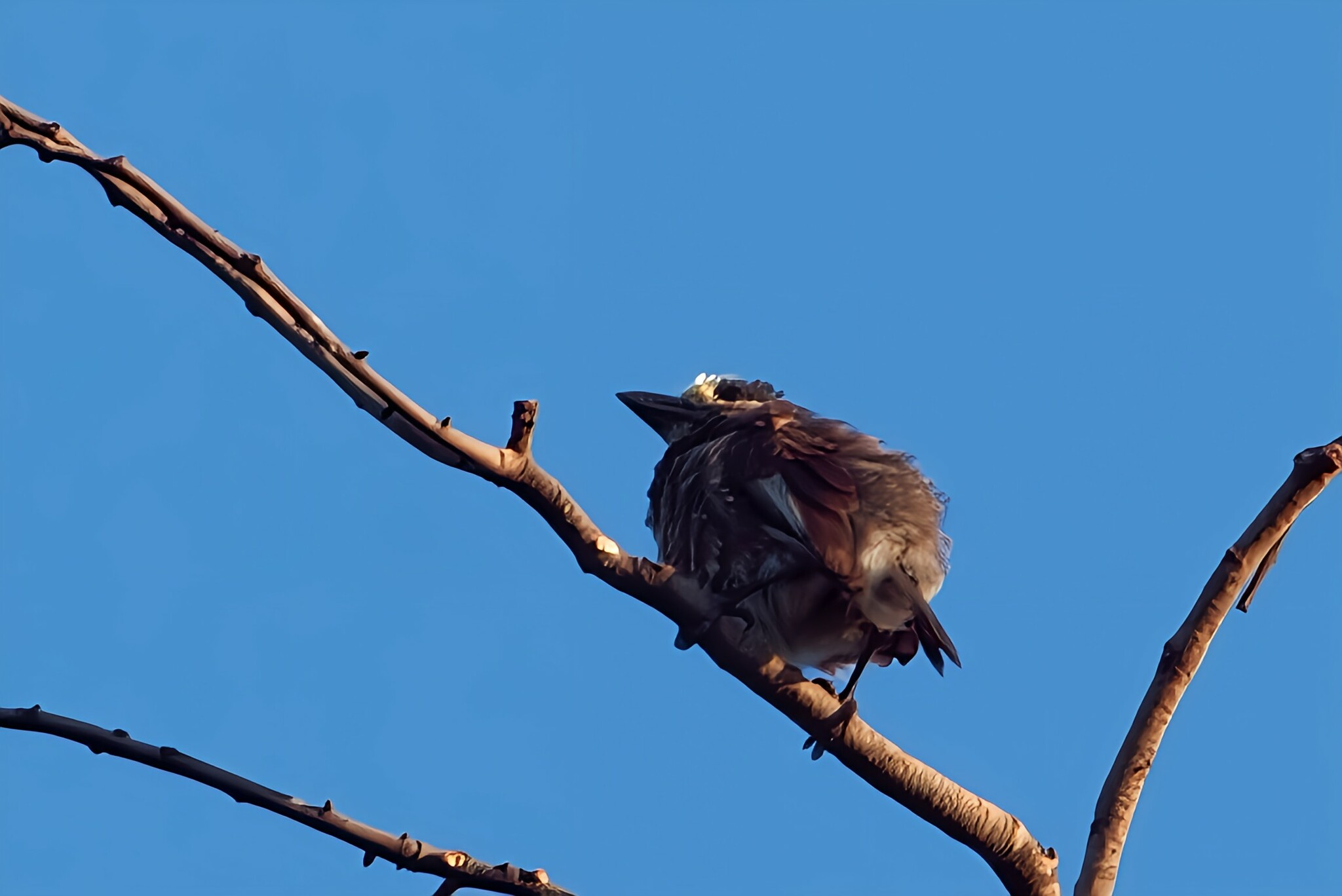 Whyte's Barbet (Stactolaema whytii), photo 7