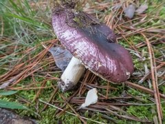 Russula integra