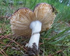Russula integra