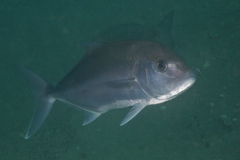 Seriola hippos