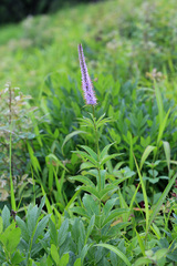 Veronicastrum sibiricum