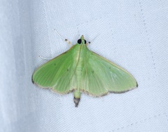 Parotis punctiferalis