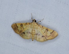 Patania plagiatalis