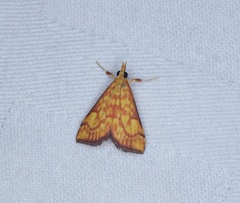 Pyrausta ignealis