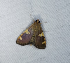 Rehimena phrynealis