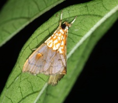 Agrotera