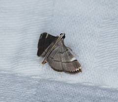 Cangetta hartoghialis
