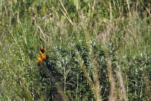 Cape Longclaw (Macronyx capensis), photo 10