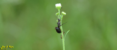 Pristomyrmex punctatus