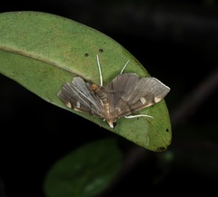Luma sericea